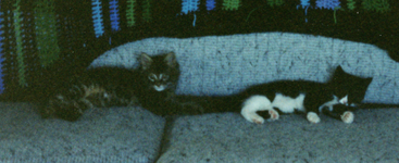 kittens on couch