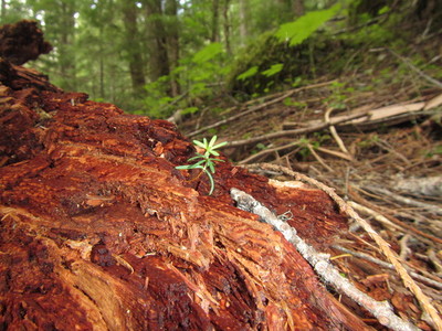 ladyfalls life cycle