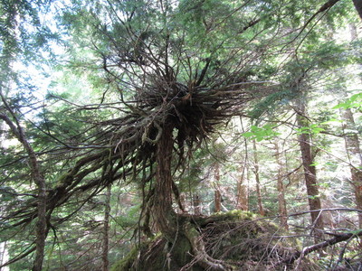 ladyfalls strange tree