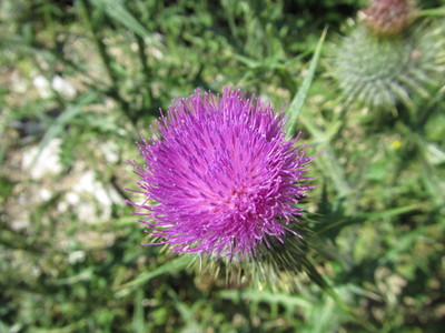 thistle